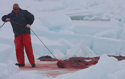 Comienza la matanza de focas en Canad&aacute;