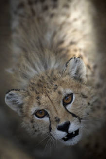 To match feature IRAN-CHEETAH/