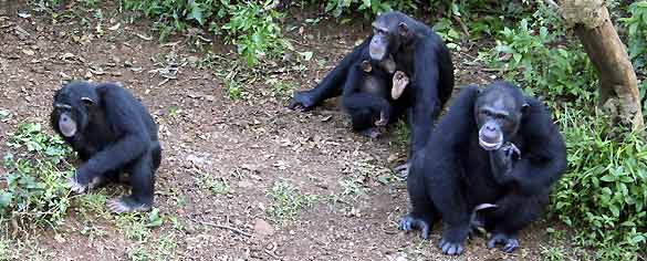 Un grupo de chimpanc&eacute;s en una reserva en Sierra Leona.