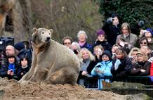 El medi&aacute;tico oso polar berlin&eacute;s Knut es fotografiado por los visitantes del zoo de Berl&iacute;n