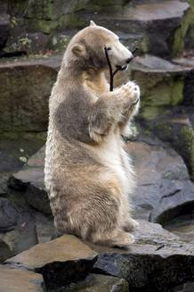 El medi&aacute;tico oso polar berlin&eacute;s Knut juega con un palito en el zoo de Berl&iacute;n