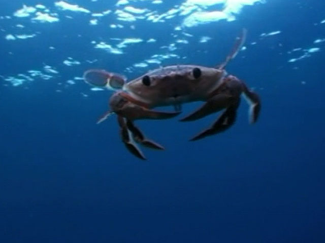 El Mediterr�neo es el mar m�s amenazado del planeta