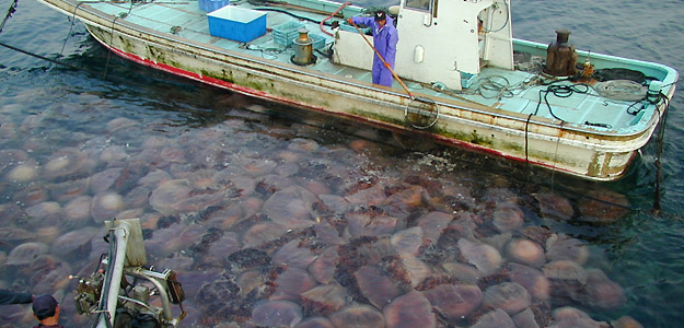 Trabajadores se afanan en recoger centenares de medusas gigantes distribuidas en Japón