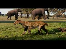 Ir al Video&nbsp;Megantereon: un diente de sable del tama&ntilde;o de un leopardo