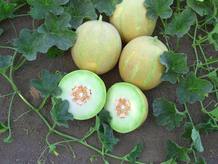 A pesar de que tiene el aspecto del típico melón amarillo, el "melón-limón" sorprende por su ácido sabor. A pesar de que tiene el aspecto del típico melón amarillo, el "melón-limón" sorprende por su ácido sabor.