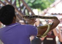 Demostración a los turistas de como sujetar a una serpiente en Bangkok, Tailandia, en una granja de reptiles Demostración a los turistas de como sujetar a una serpiente en Bangkok, Tailandia, en una granja de reptiles