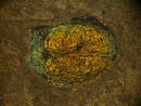 Messel 2