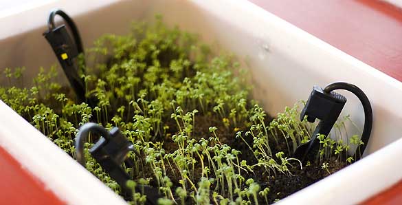 La planta es regada a trav&eacute;s de un dispositivo electr&oacute;nico que recoge las interacciones en Facebook