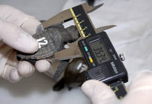 Midiendo a las tortuguitas