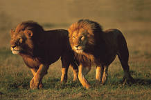 La migración de Serengenti a Masai Mara es una de las mayores atracciones turísticas La migración de Serengenti a Masai Mara es una de las mayores atracciones turísticas