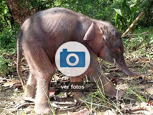 La mirada animal