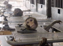 MONKEYS SIT IN HOLDERS AT LABORATORY OF MEDICAL AND BIOLOGICAL PROBLEMS