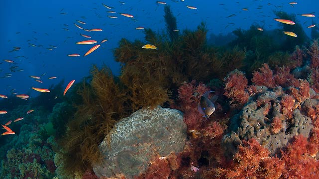 La monta&ntilde;a submarina de Gorringe