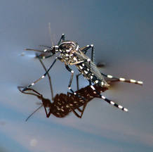 El mosquito tigre asi&aacute;tico, una de las especies invasoras m&aacute;s peligrosas