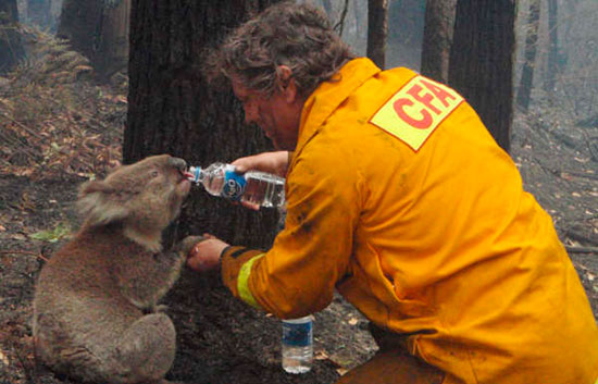 Fallece el koala Sam, s&iacute;mbolo de la resistencia a los incendios en Australia