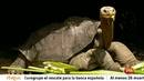 Ir al Video&nbsp;Muere sin descendencia el "solitario George", la &uacute;ltima tortuga gigante de su especie