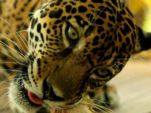 El hombre y la tierra - El mundo del jaguar