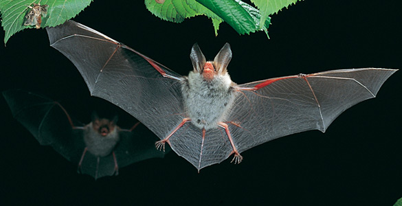 Un murci&eacute;lago ratonero de bosque ('Myotis bechsteinii') en pleno vuelo