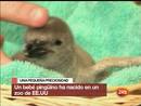 Ir al Video&nbsp;Nace un bebe de ping&uuml;&iacute;no Humboldt en un zoo de EE UU