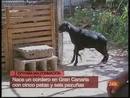 Ir al Video&nbsp;Nace un cordero en Gran Canaria con 5 patas y 6 pezu&ntilde;as