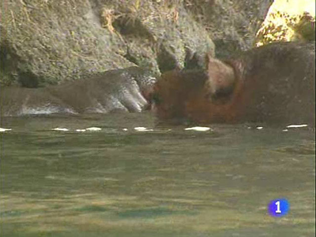 Nace una cr&iacute;a de hipop&oacute;tamo en el parque Bioparc de Valencia