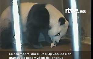 Ver v&iacute;deo  'Nace en Jap&oacute;n un panda gigante concebido artificialmente'