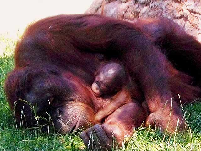 El primer orangut&aacute;n que nace en el Zoo de Madrid