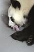 NACEN DOS CR&Iacute;AS DE OSO PANDA EN EL ZOO DE MADRID