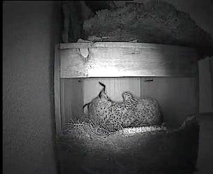Ver v&iacute;deo  'Nacimiento de los dos primeros linces ib&eacute;ricos en cautividad en Portugal'
