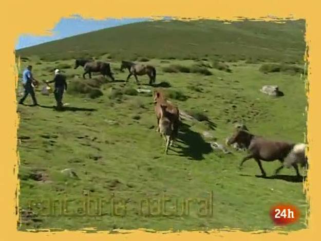 Ir al Video&nbsp;Natural - Entre el tr&aacute;nsito y el tr&aacute;fico de animales