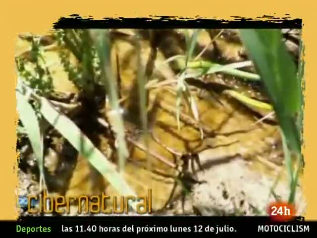 Ir al Video&nbsp;Natural - El microcosmos de las Tablas de Daimiel