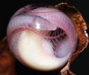 Los cec&iacute;lidos son una de las especies m&aacute;s 