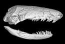 A pesar de su aspecto, los animales son vertebrados, como una salamandra o una rana