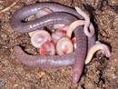 Fotogaleria: Cec&iacute;lidos, la rama m&aacute;s enigm&aacute;tica de los anfibios