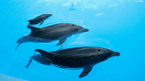 A newborn dolphin swims in a basin with mother Liliya and father Gavryusha in the dolphinarium in Odessa