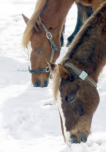 NIEVE EN EL NORTE PENINSULAR