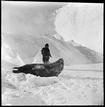 Uno de los miembros de la expedici&oacute;n contempla un enorme le&oacute;n marino que descansa pl&aacute;cidamente sobre la nieve