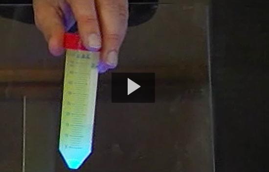 Nobel a los descubridores de una prote�na verde fluorescente