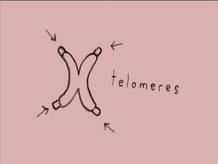 Un telómero es un tapón pequeño que hay al final de cada cromosoma y protege nuestro ADN de los daños, lo hace "inmortal" Un telómero es un tapón pequeño que hay al final de cada cromosoma y protege nuestro ADN de los daños, lo hace "inmortal"