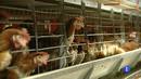 Ir al Video&nbsp;La normativa europea del bienestar animal hace que aumente el precio de los huevos