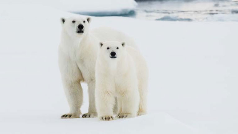 Greenpeace lanza la campaña "Salvar el Ártico es salvar mucho más"