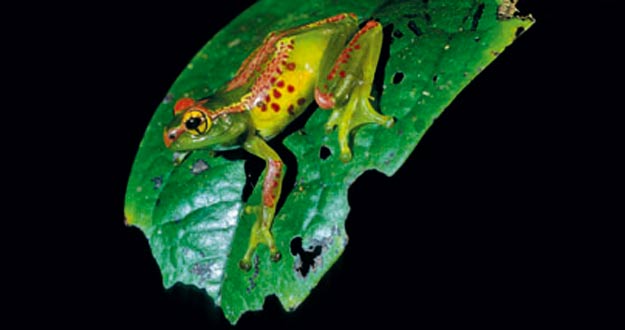 Nueva especie de rana encontrada en Madagascar