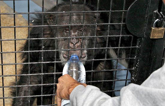 Nuevo hogar para los chimpanc&eacute;s abandonados