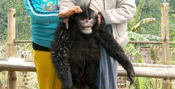 animales mas extraños descubiertos en los ultimos años animales mas extraños descubiertos en los ultimos años