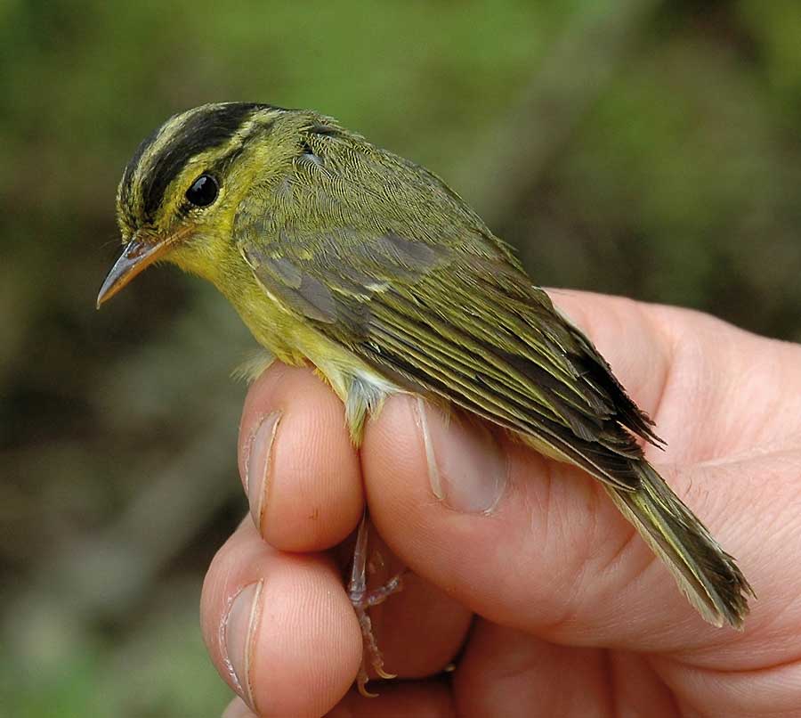 El nuevo pájaro del Gran Mekong