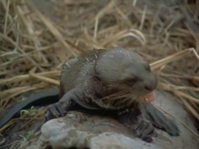 El hombre y la tierra - La nutria gigante sudamericana 