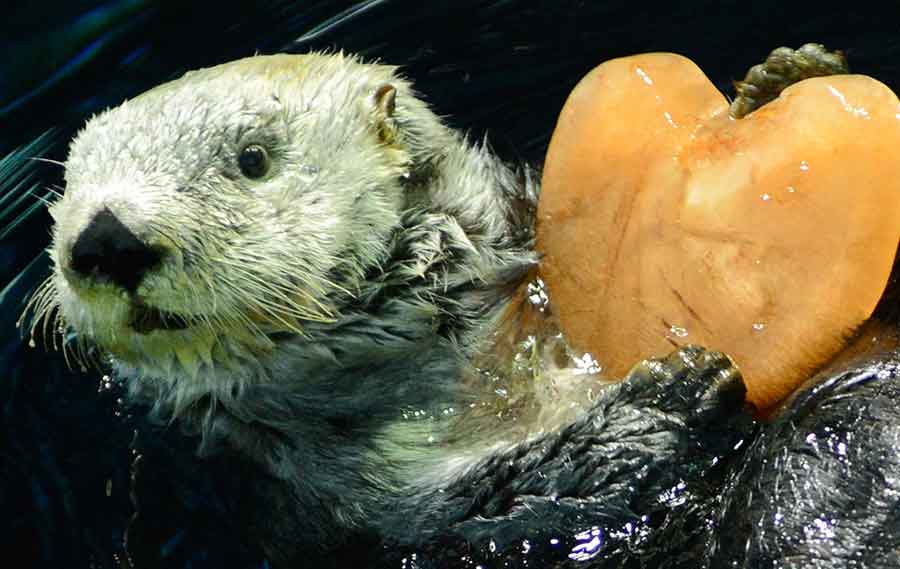 Nutria con hielo de San Valentín