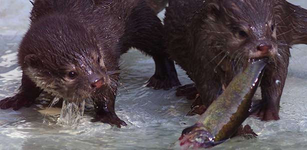 Una nutria de tres meses caza un pez