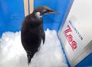 La jaula en la que fue transportado estaba acondicionada para que el ping&uuml;ino estuviera fr&iacute;o y c&oacute;modo