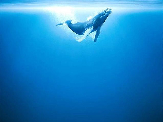 D&iacute;as de cine - 'Oc&eacute;anos', el documental m&aacute;s espectacular de la historia